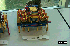 Singapore Robotic Games 2000