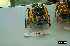 Singapore Robotic Games 2000